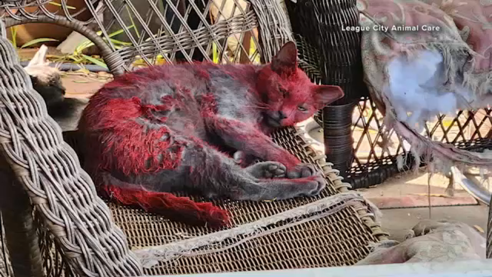 League City Animal Services Seeks Public Help to Capture Red-Dyed Cat - News Directory 3