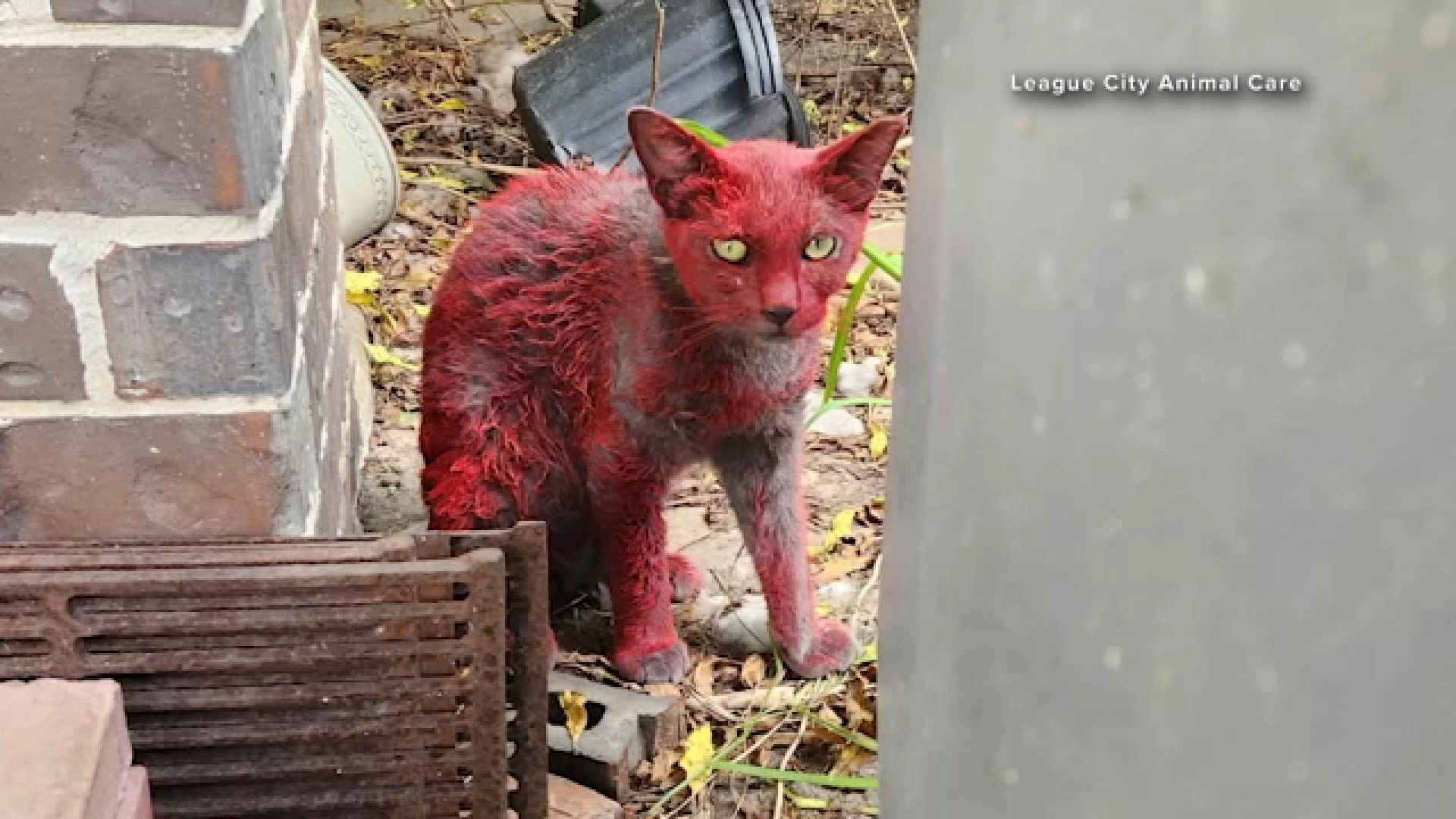 Officials in League City are urging residents who spot a cat that appears to be painted or dyed red not to trap it, but to contact them.