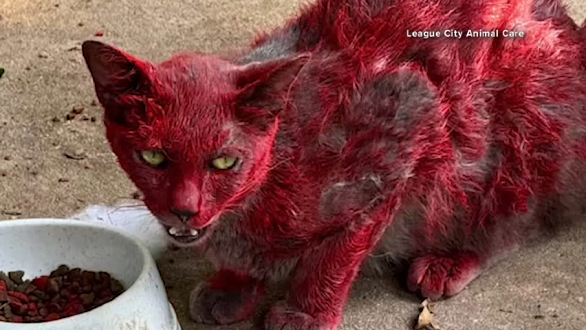 A cat that appears to be painted or dyed red is creating buzz around League City. Officials are seeking the public's help with information.