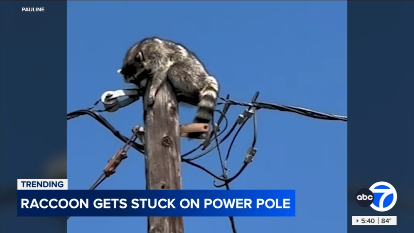 Raccoon rescued after spending two days atop power pole in Santa Ana neighborhood Raccoon rescued after spending two days atop power pole in Santa Ana neighborhood