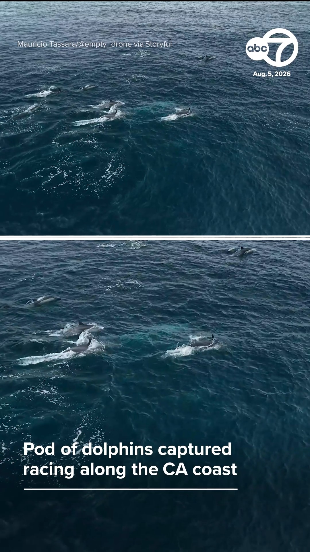 Pod of dolphins captured racing along the CA coast