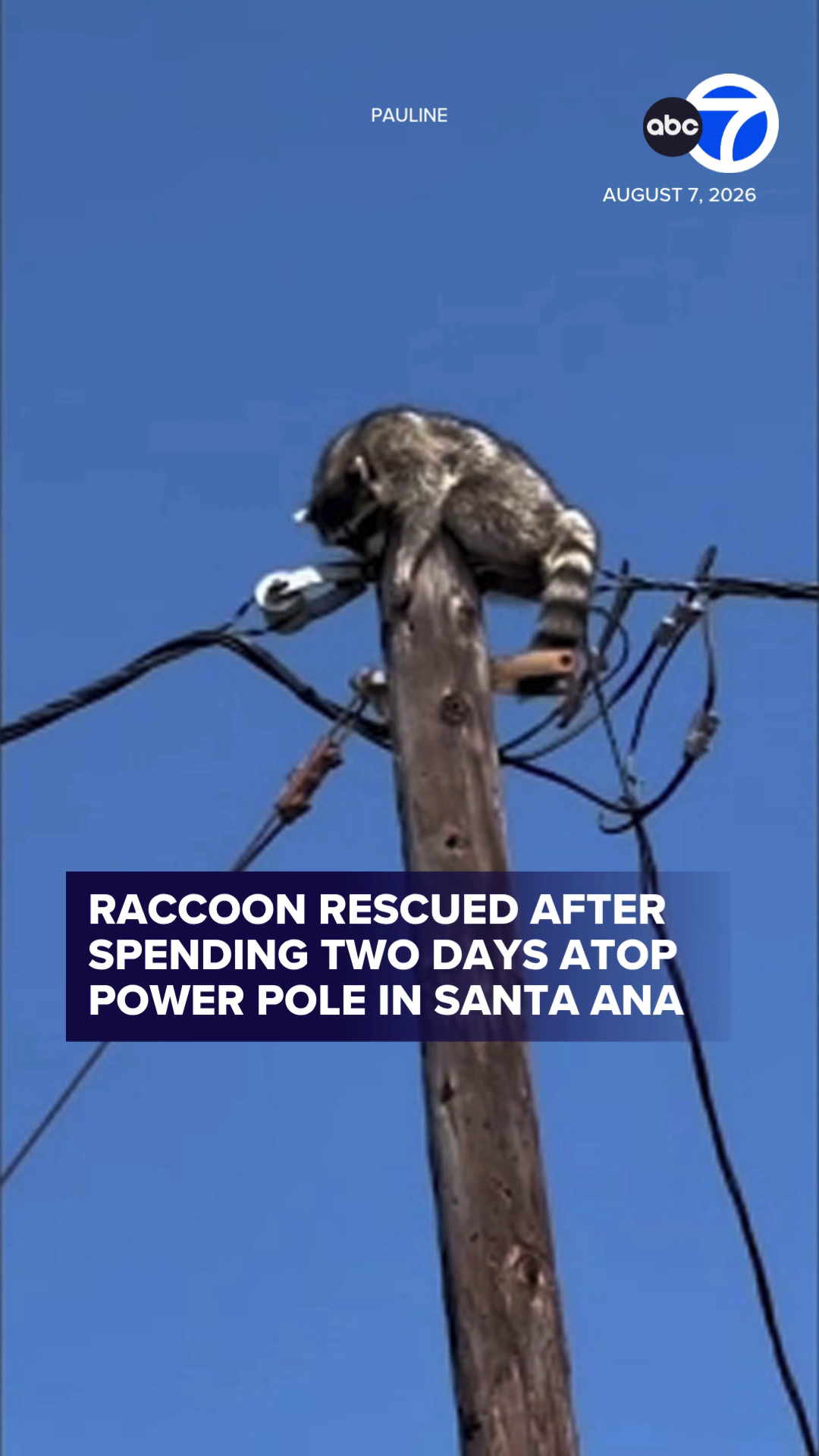 Raccoon rescued after spending two days atop power pole in Santa Ana