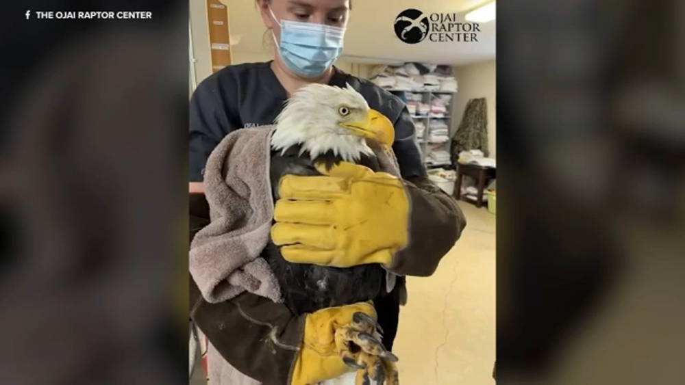 Big Bear bald eagle Jackie remains in critical condition, back in ICU