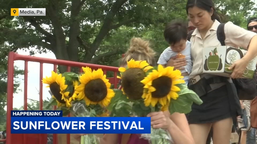 Sunflower festival kicks off in Media, Pennsylvania