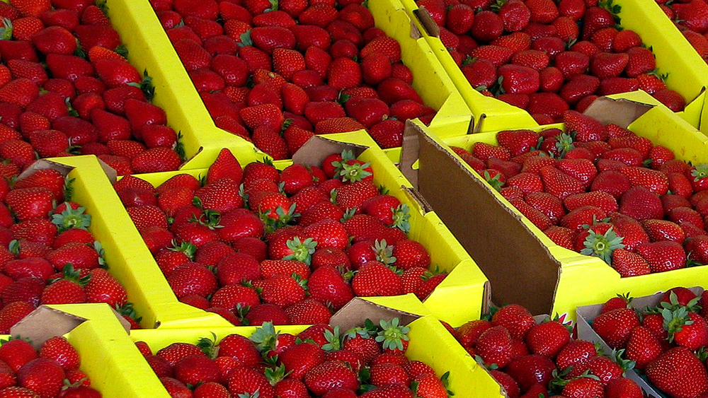 California strawberry scientist sued over fruits of his research