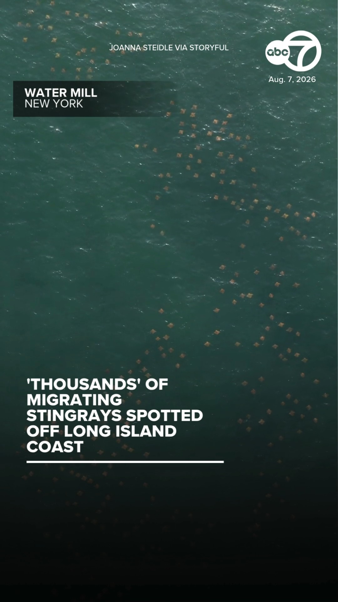 'Thousands' of migrating stingrays spotted off Long Island coast