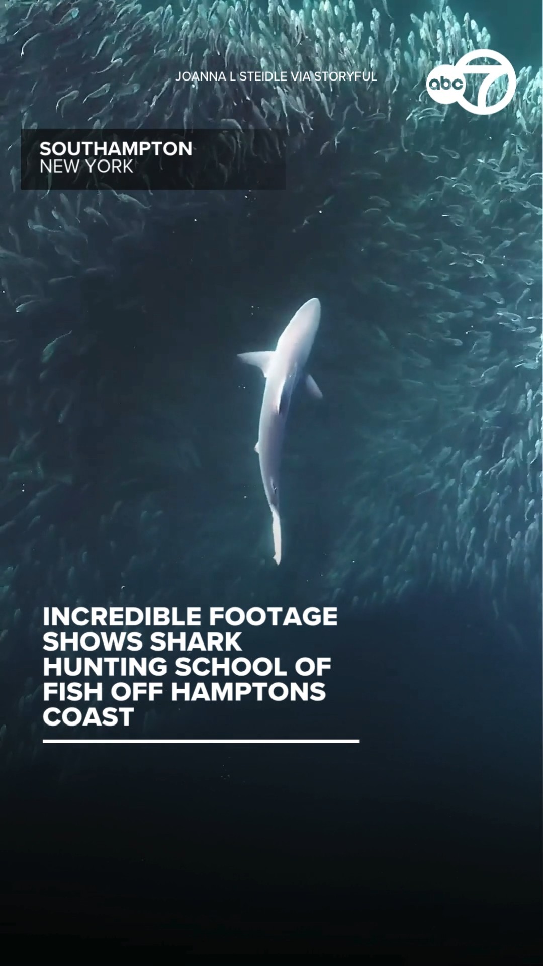 Incredible footage shows shark hunting school of fish