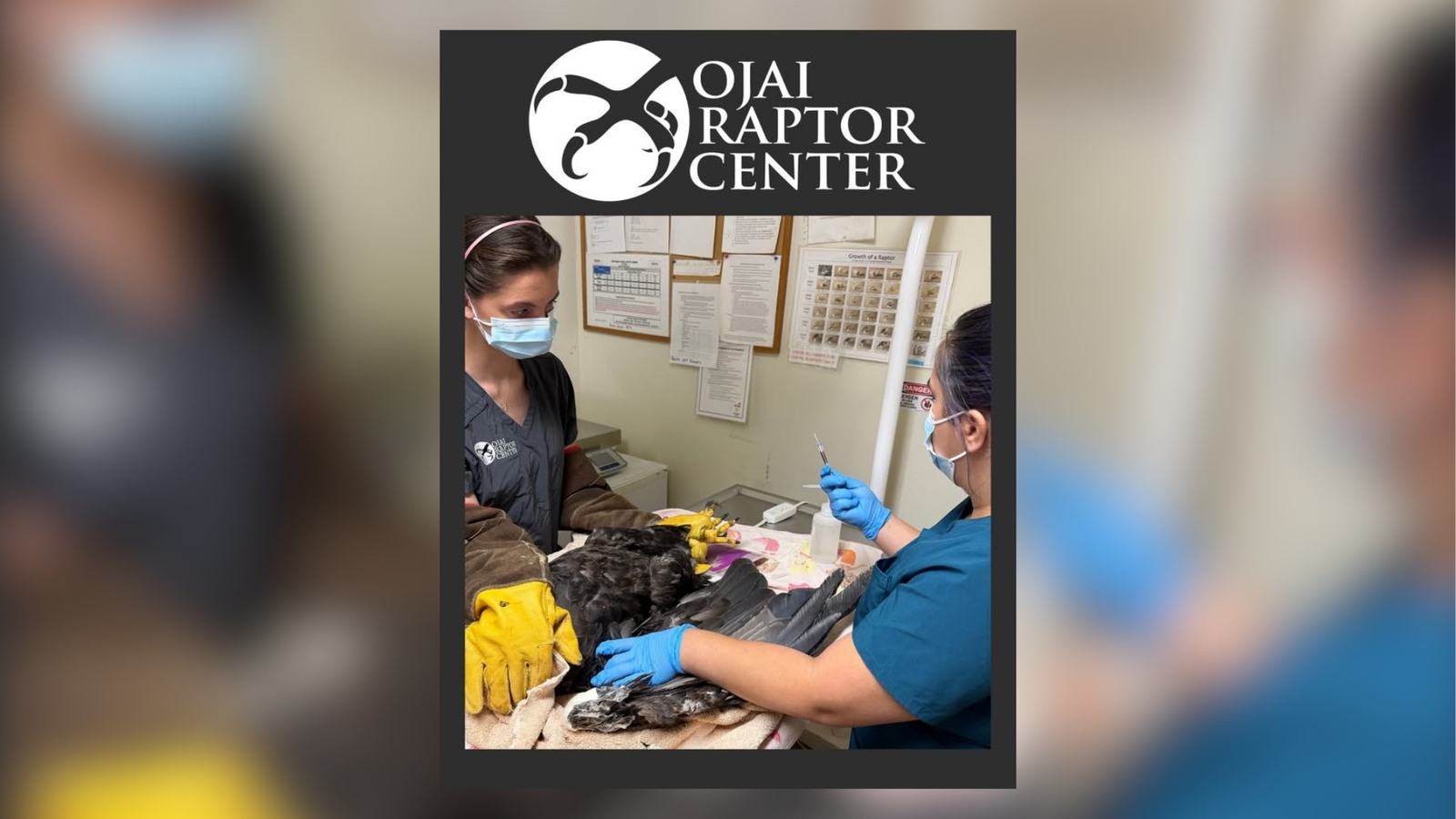 Beloved Big Bear bald eagle Jackie remains critically ill and ‘unstable’ as blood levels continue to fall, vet team says Beloved Big Bear bald eagle Jackie remains critically ill and ‘unstable’ as blood levels continue to fall, vet team says
