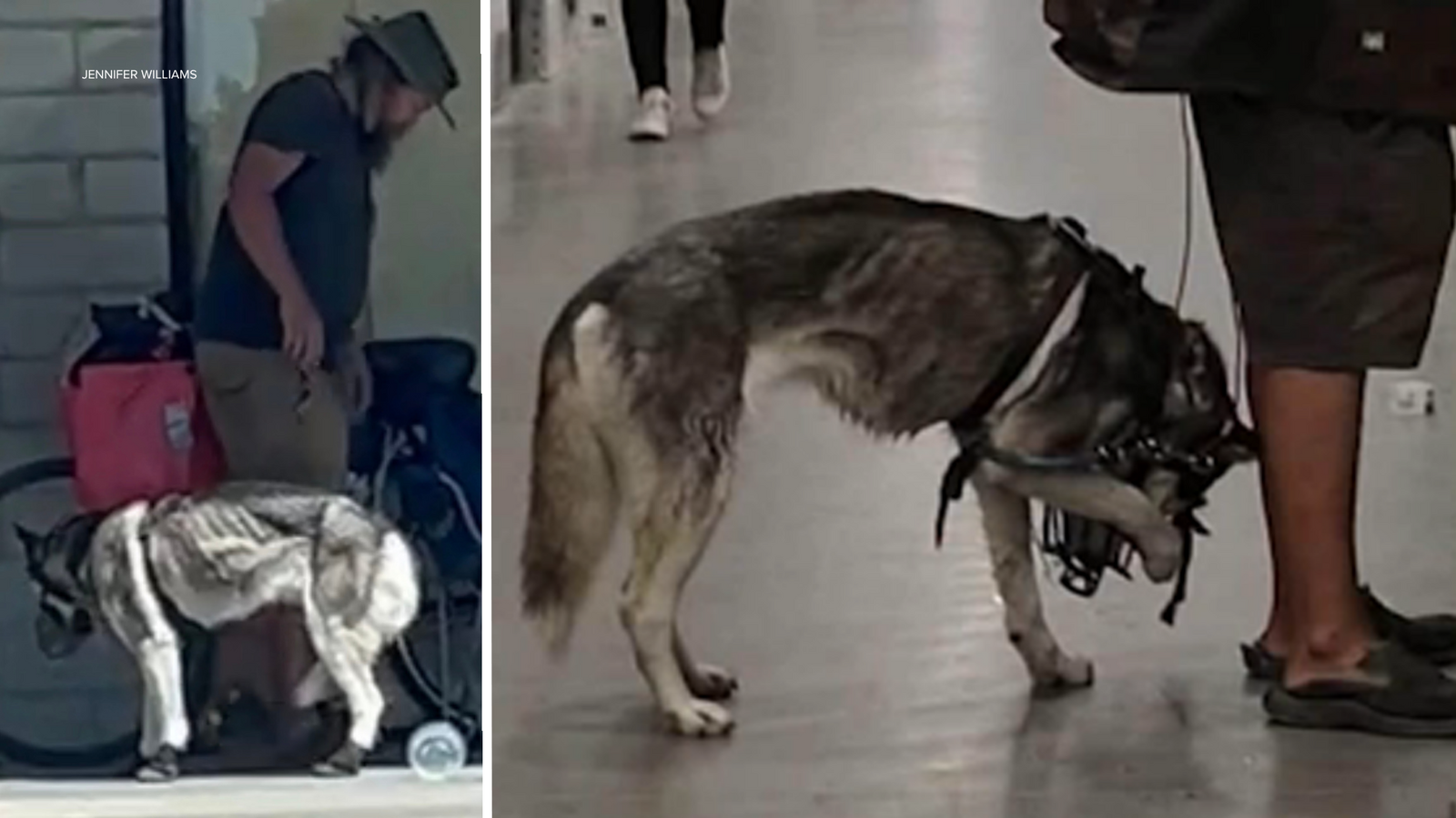 Merced police take husky into protective custody amid animal cruelty investigati...
