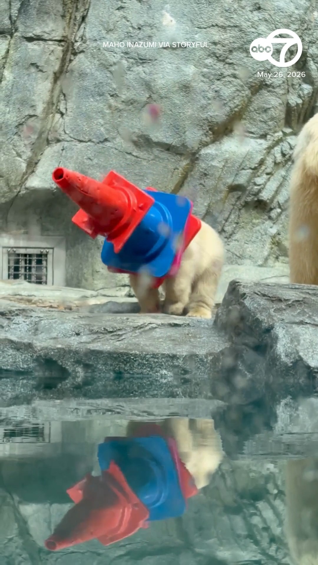 Momota the Polar Bear Cub Fashions a Hat From Traffic Cones