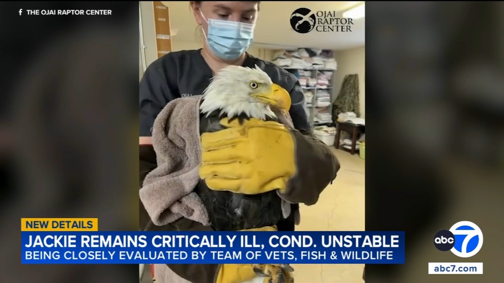 Big Bear eagle Jackie remains critically ill, condition 'unstable'