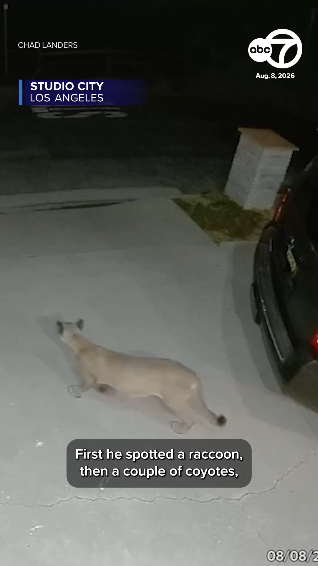 Mountain lion spotted strolling through Studio City driveway