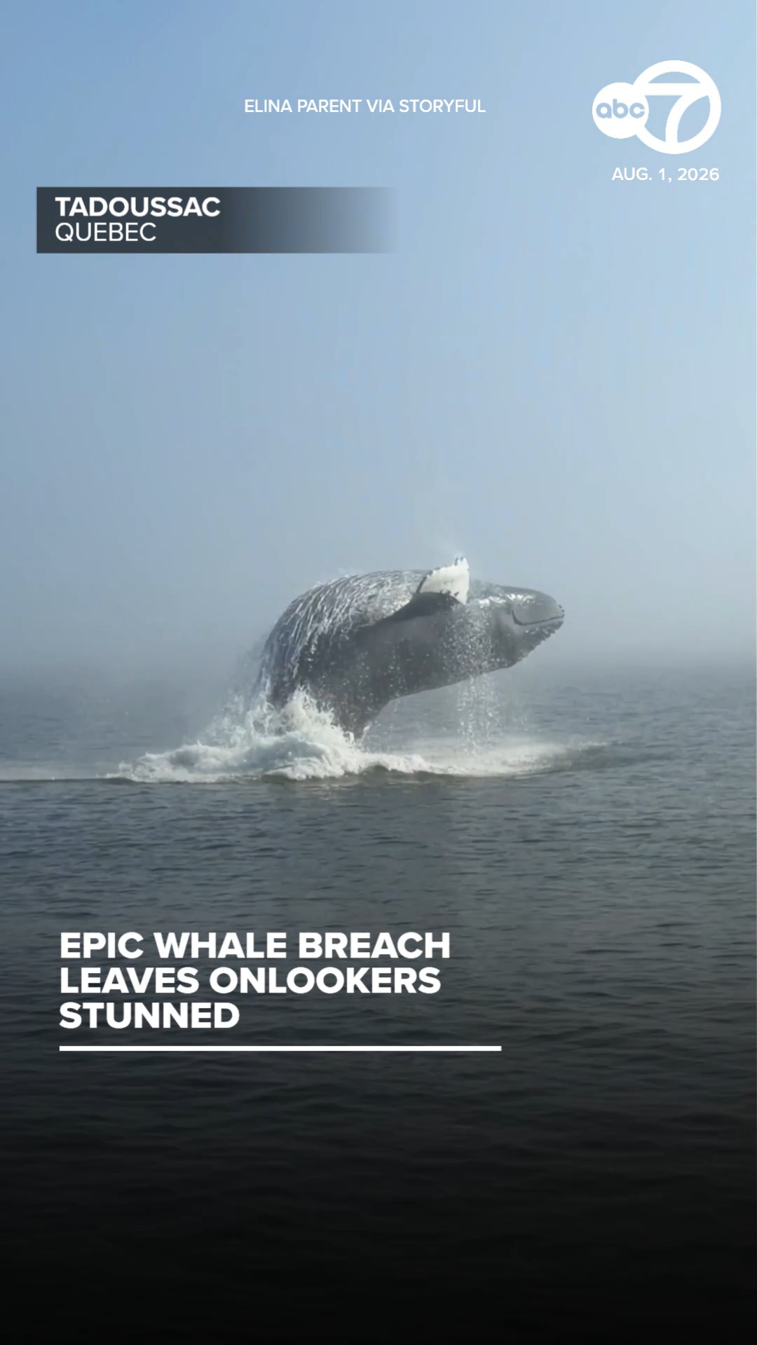 Epic whale breach leaves onlookers stunned