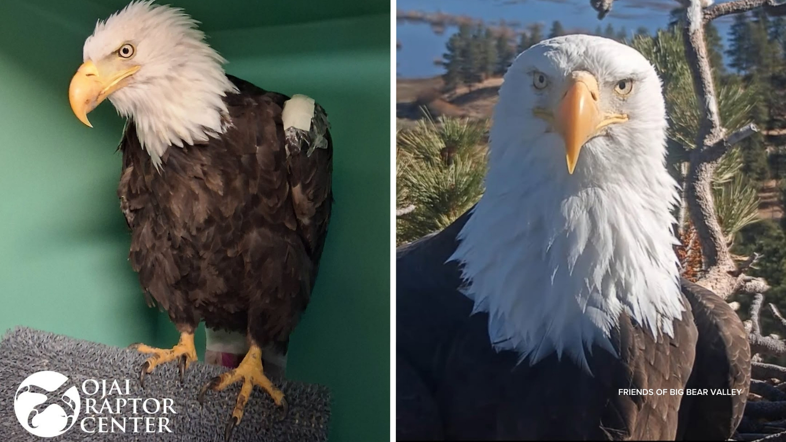 Beloved Big Bear eagle Jackie dies after prolonged illness, wildlife officials say Beloved Big Bear eagle Jackie dies after prolonged illness, wildlife officials say