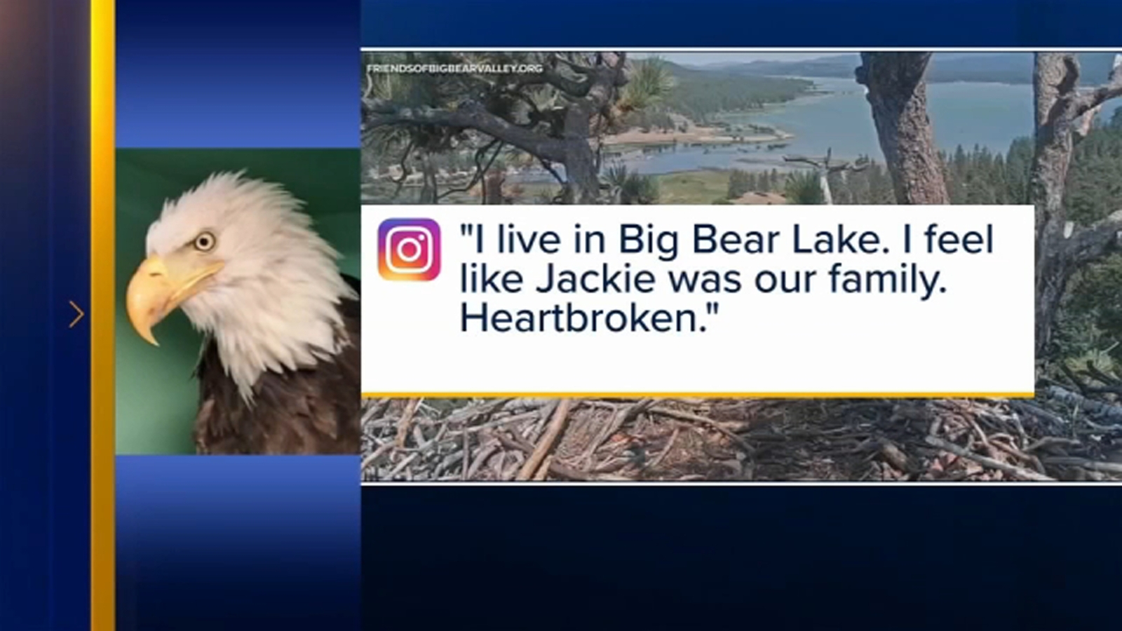 Jackie the Celebrity Bald Eagle Dies at 14 After Illness