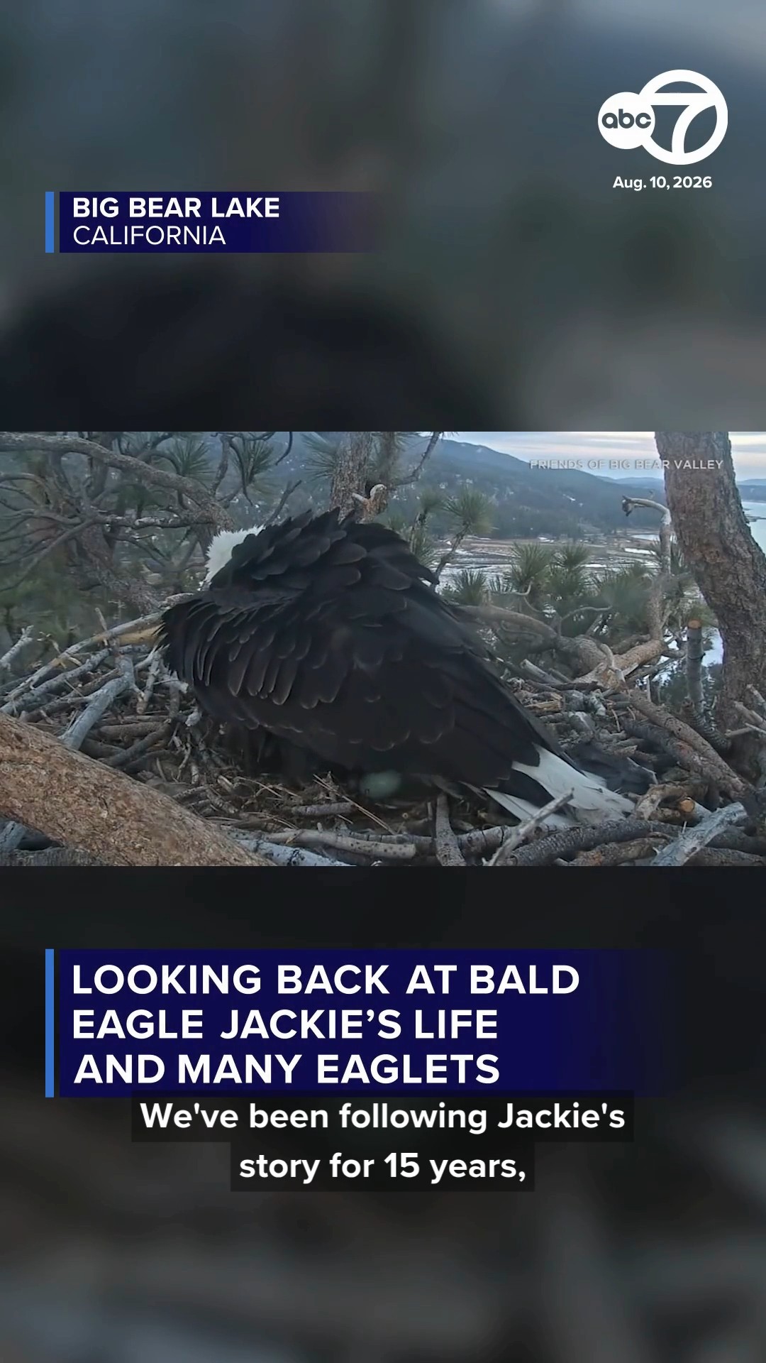 Jackie and Shadow raised many eaglets over the years before her death