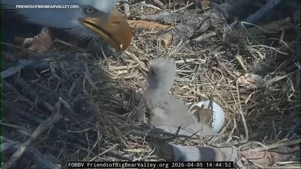 'It's hard. This one hurts': FOBBV reacts to death of eagle Jackie