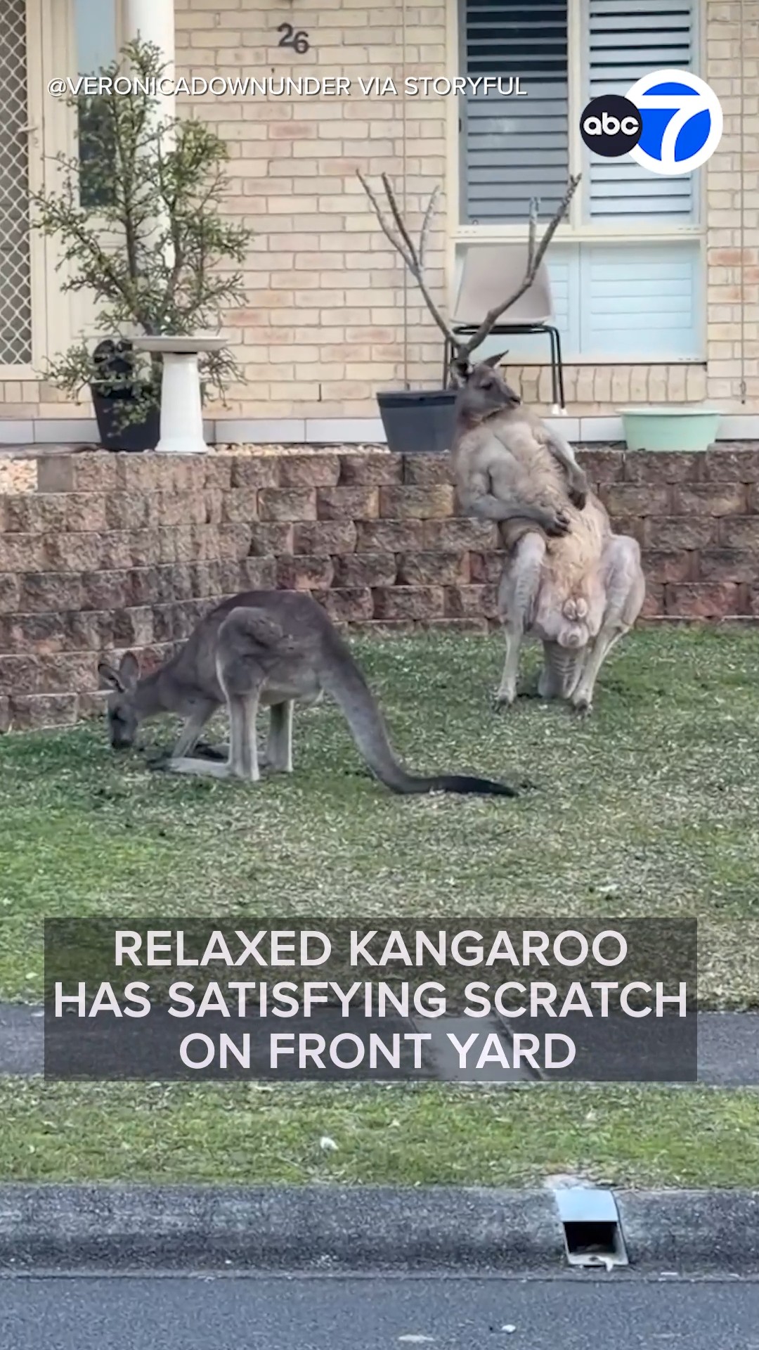 Relaxed Kangaroo Has Satisfying Scratch on Front Yard
