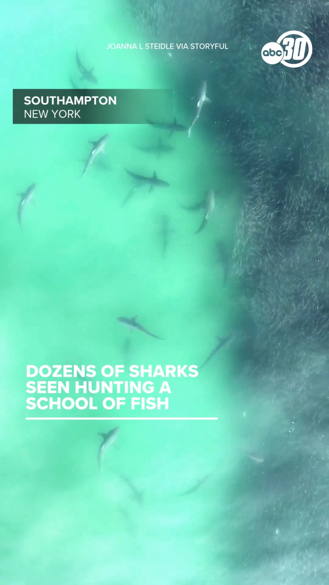 Dozens of Sharks Target Giant Bait Ball in Amazing Drone Footage