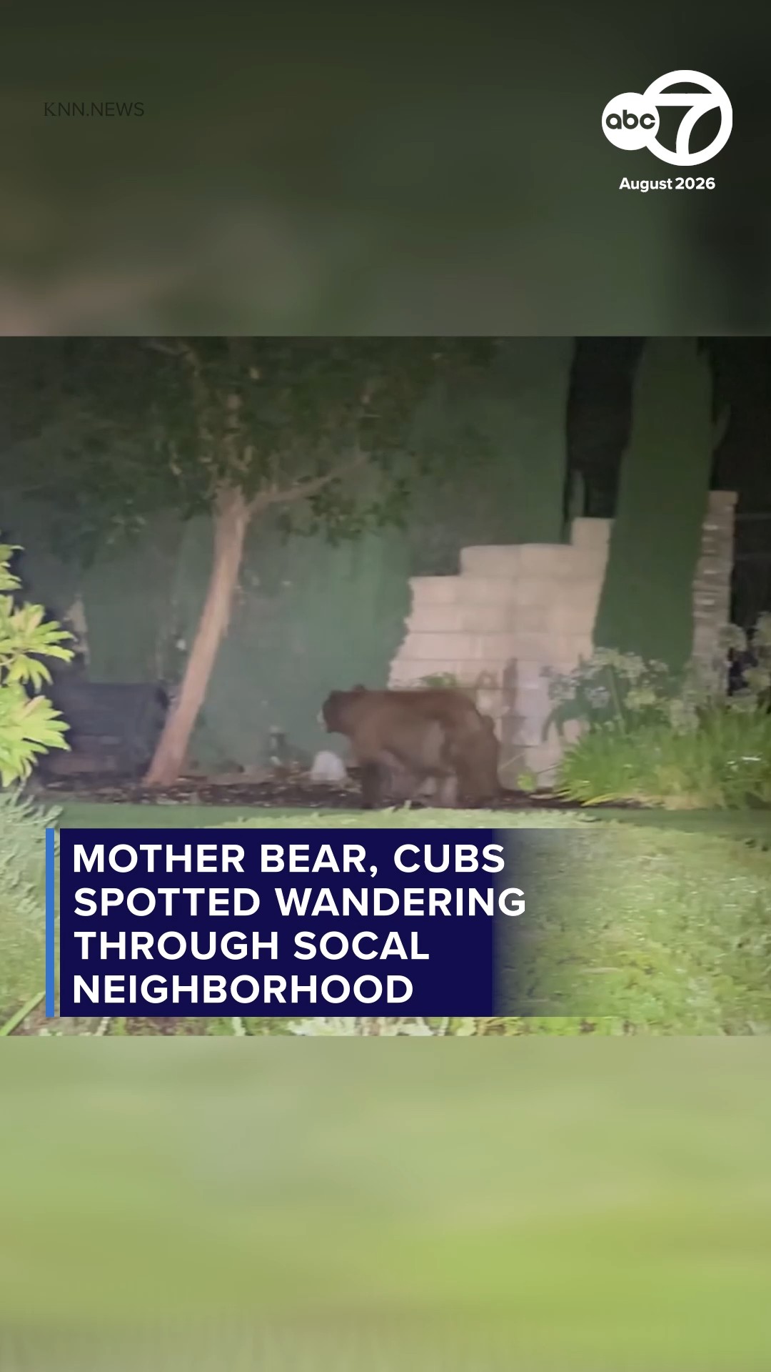 Mother bear, cubs spotted wandering through SoCal neighborhood