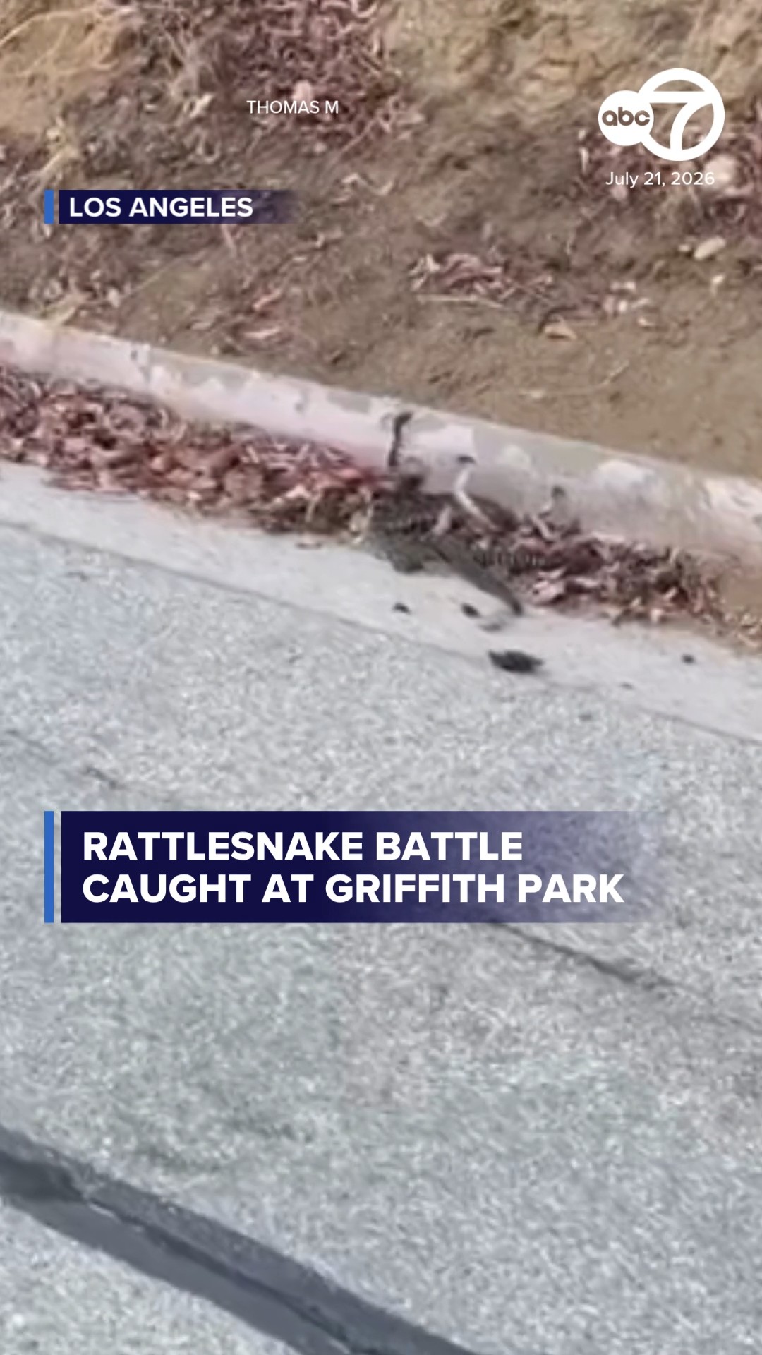 Rattlesnake battle caught at Griffith Park