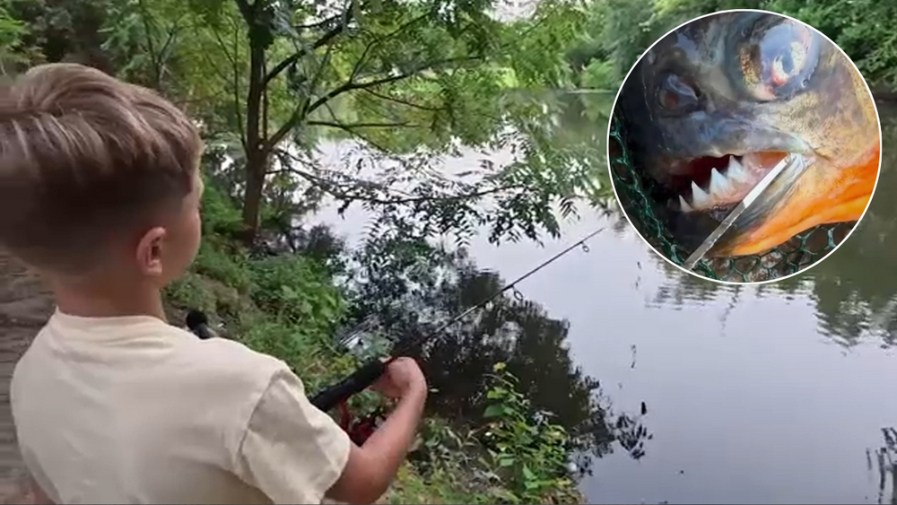 Boy's surprise piranha catch sparks warning from officials