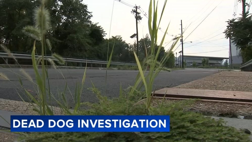 Dead dog found abandoned on side of NJ bridge prompts investigation