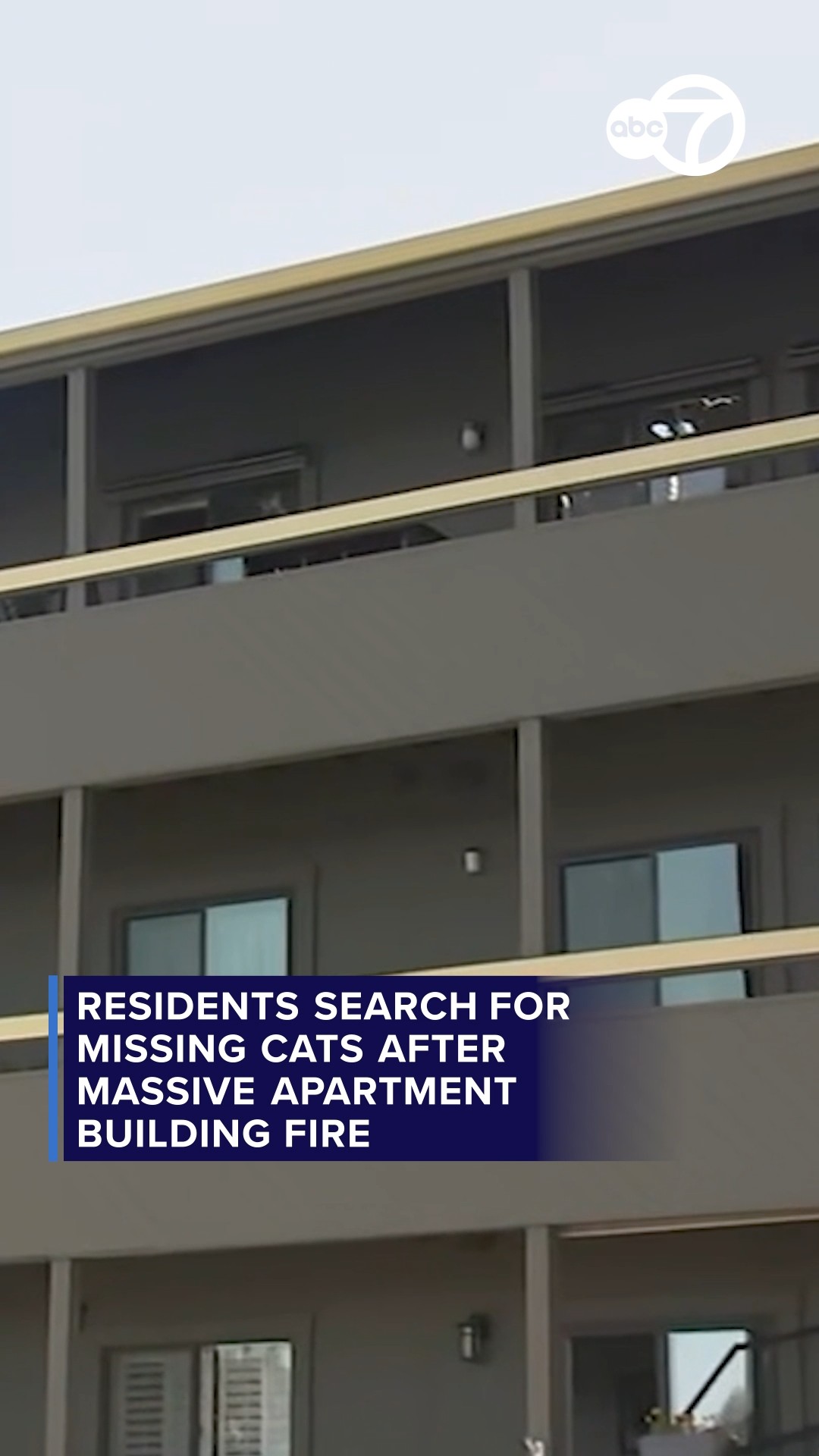Search continues for 4 missing cats after 6-alarm fire in Foster City
