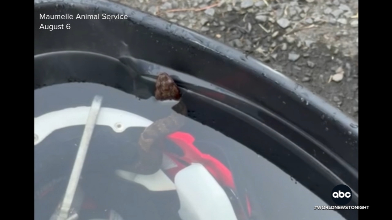 Venomous snake found in high school football player's helmet during practice
