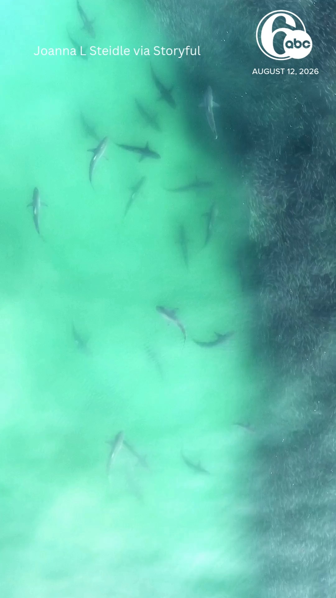 Dozens of Sharks Target Giant Bait Ball in Amazing Drone Footage
