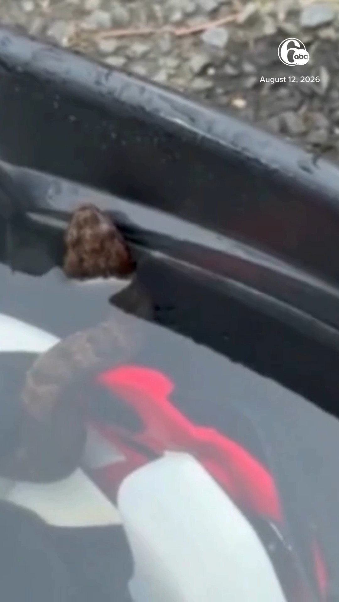 Venomous snake found in high school football player's helmet