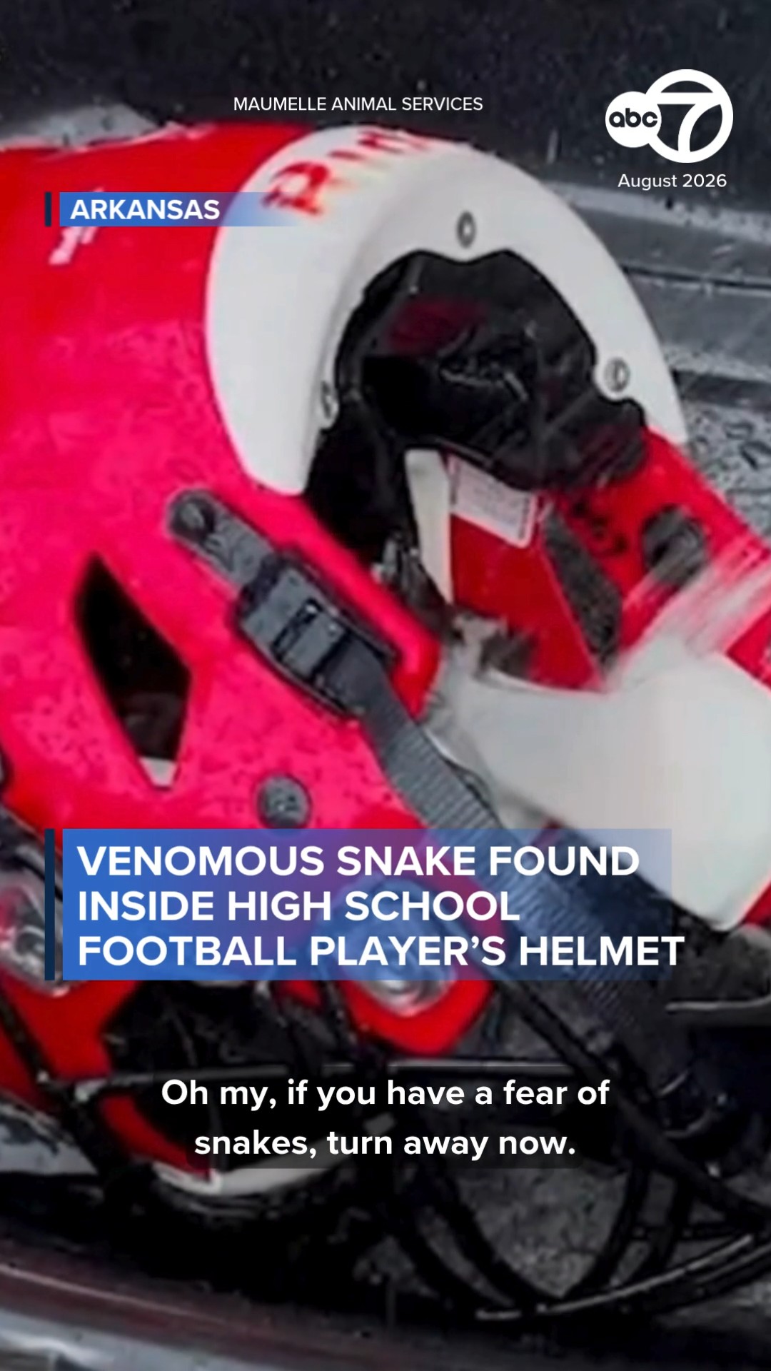 Venomous snake found inside high school football player's helmet