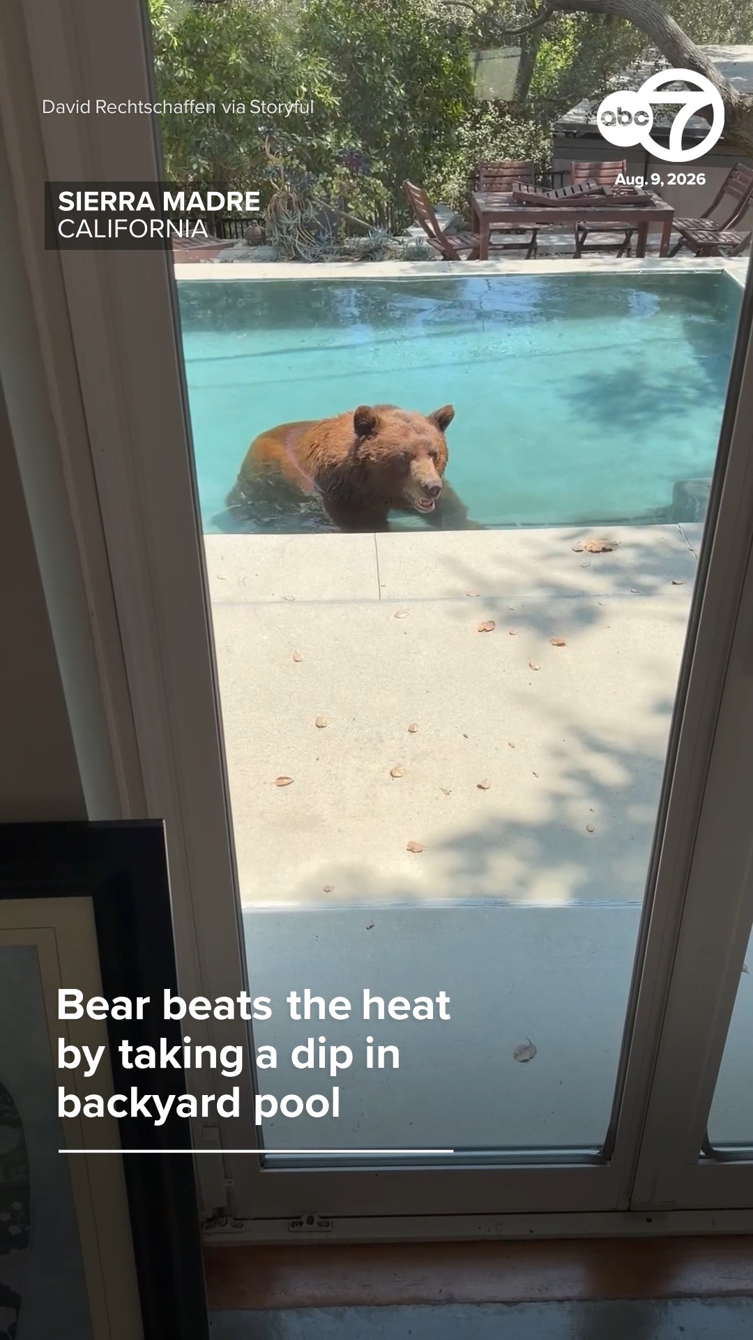 Bear beats the heat by taking a dip in backyard pool