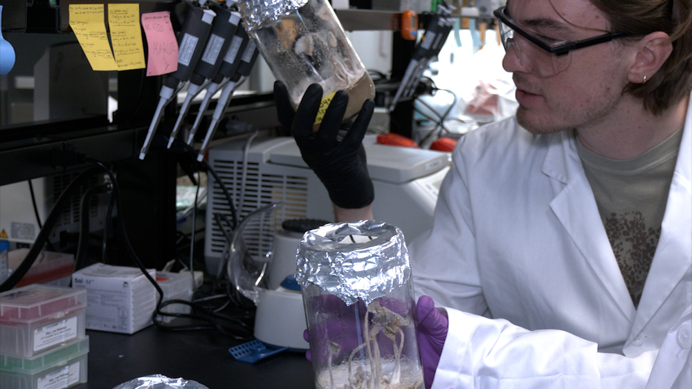 Stanford lab using fungi to upcycle food waste