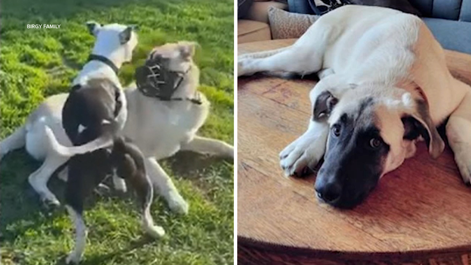 Ventura County euthanizes Bruce the dog after appeals fail and emergency motion filed with U.S. Supreme Court Ventura County euthanizes Bruce the dog after appeals fail and emergency motion filed with U.S. Supreme Court