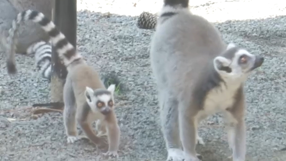 Meet the newest baby lemurs at Duke Lemur Center