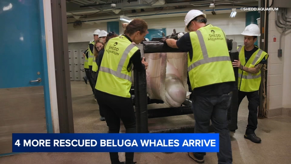 4 more beluga whales safely arrive in Chicago in 'urgent rescue'