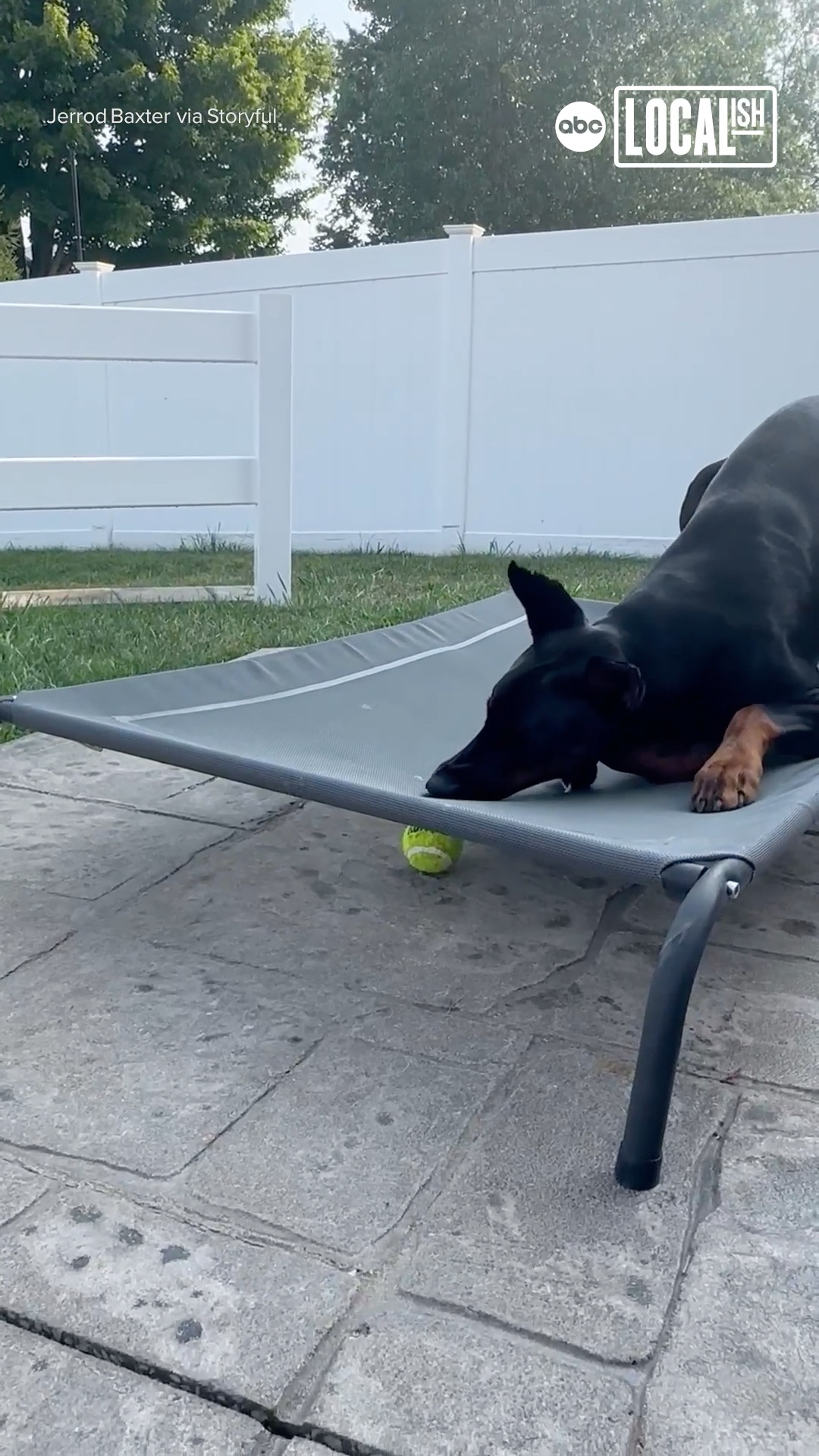 This dog faced a hilarious brainteaser while playing fetch.