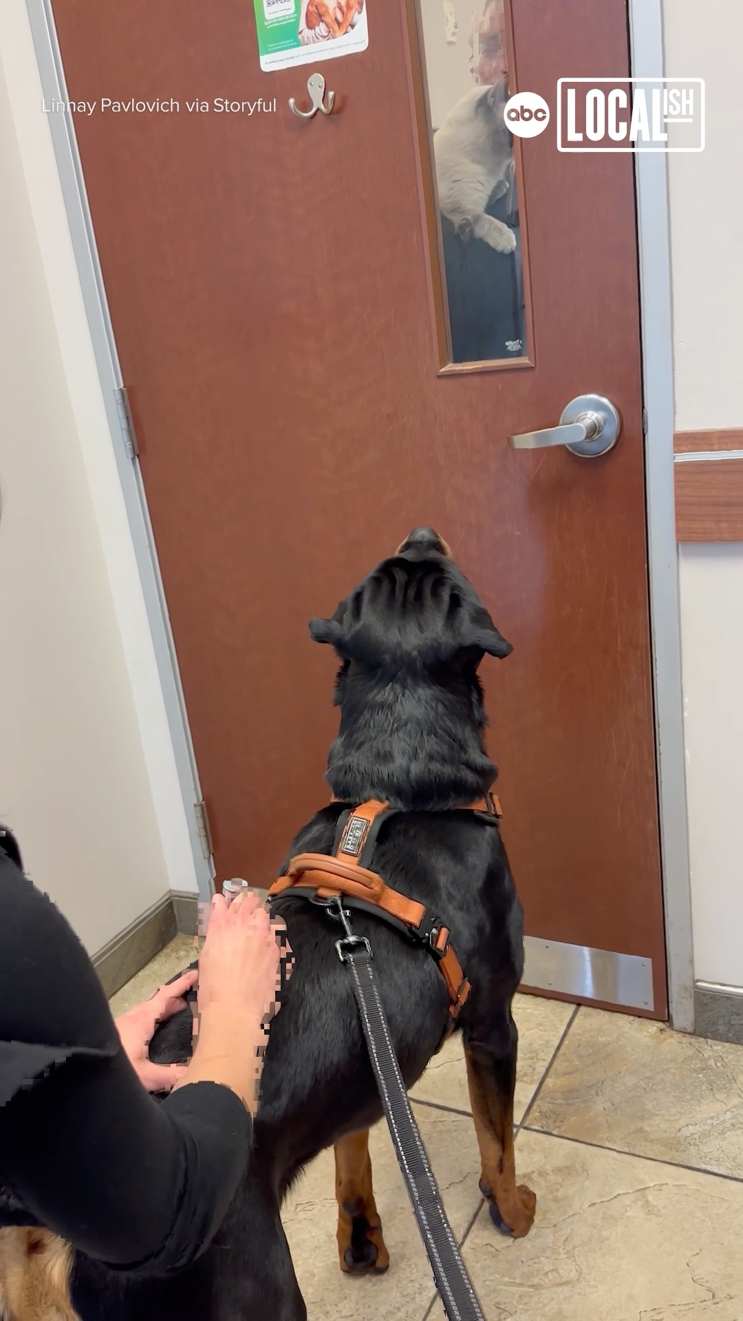 This curious cat adorably distracted a needle-fearing dog at the vet.