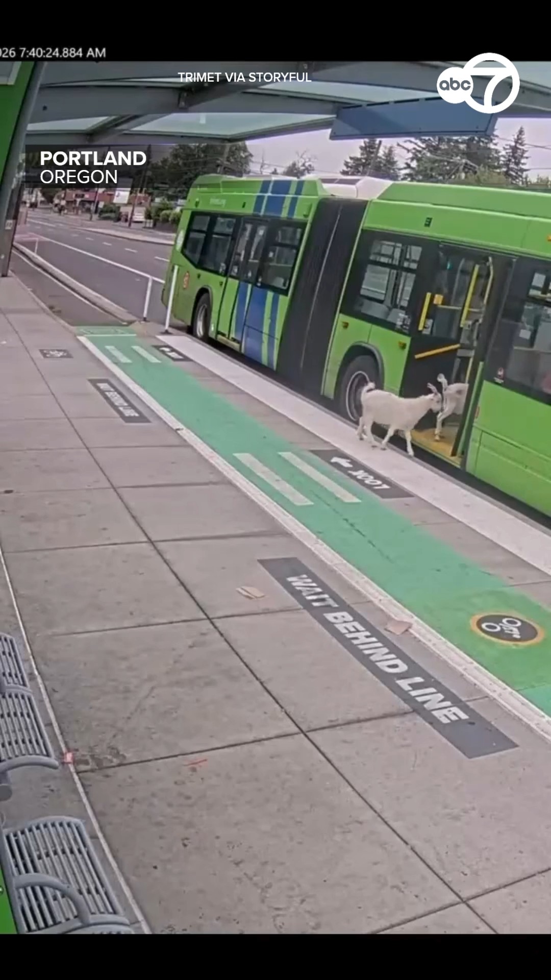Goats try to join Oregon morning commute, hop on bus