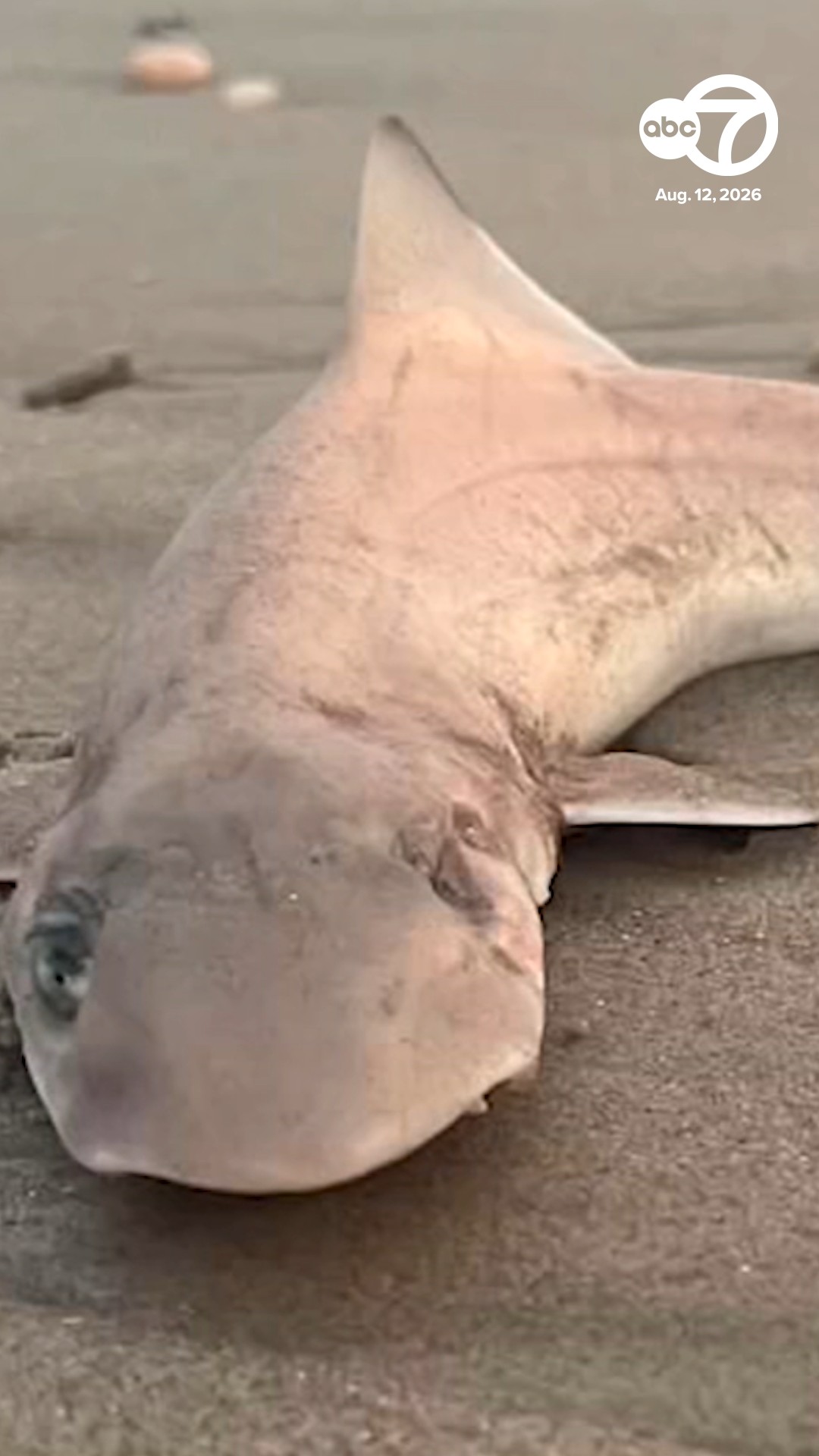 Mystery surrounds dozens of dead sharks found at New Jersey beach