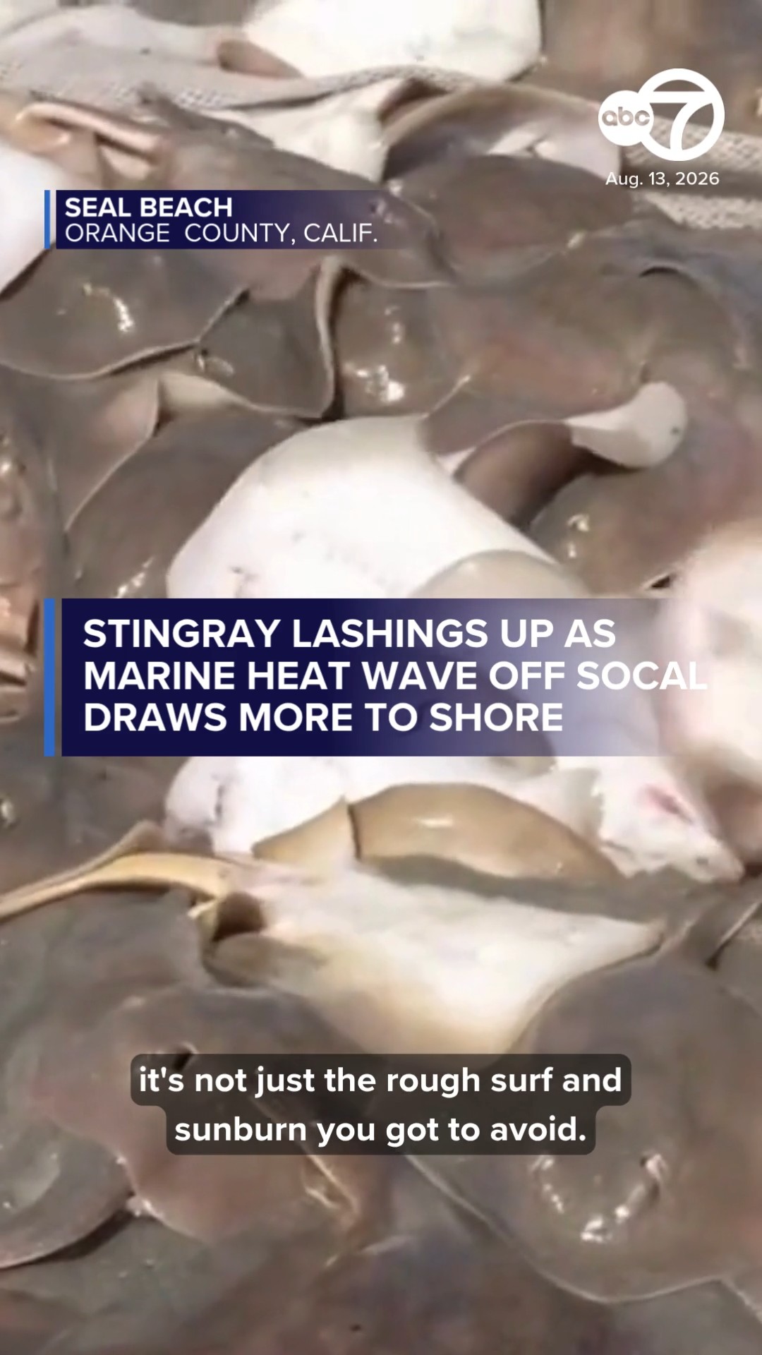 Stingray lashings up as marine heat wave off SoCal draws more to shore