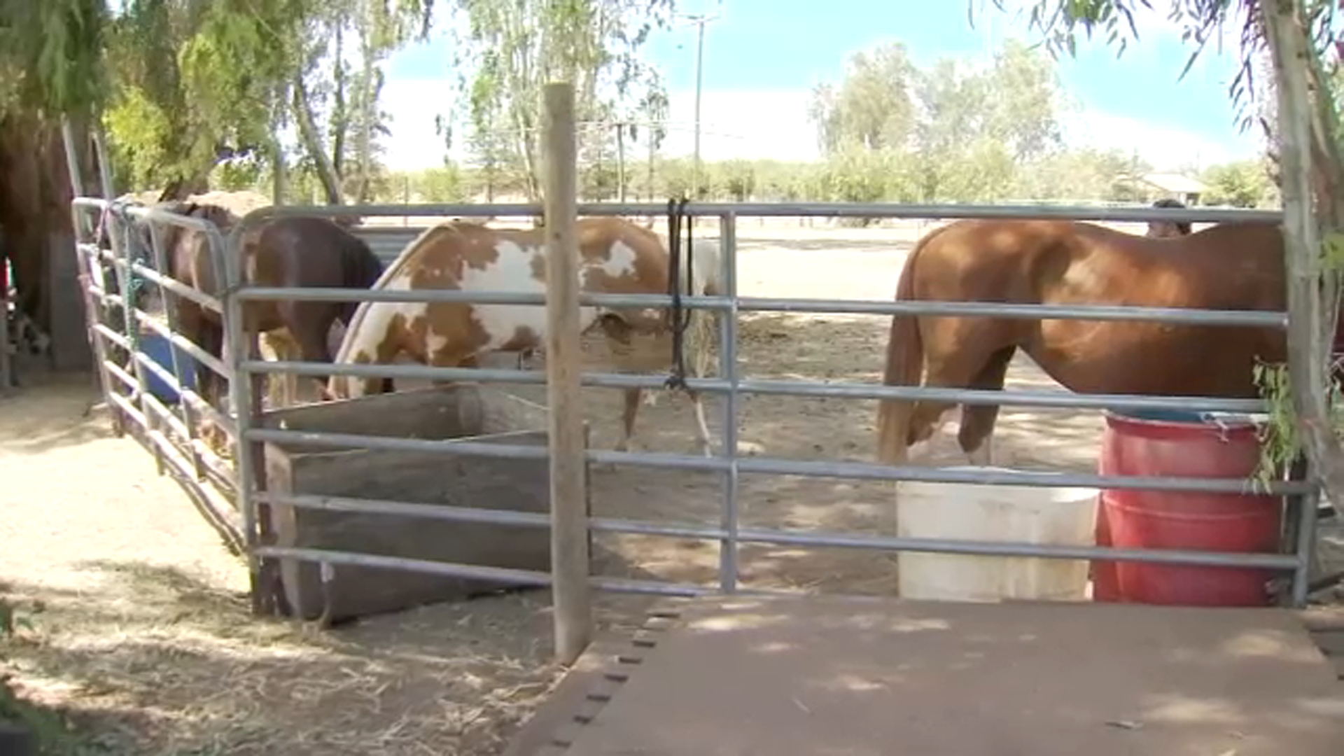 Faith & Feather Horse Ministry non-profit in need of water for horses