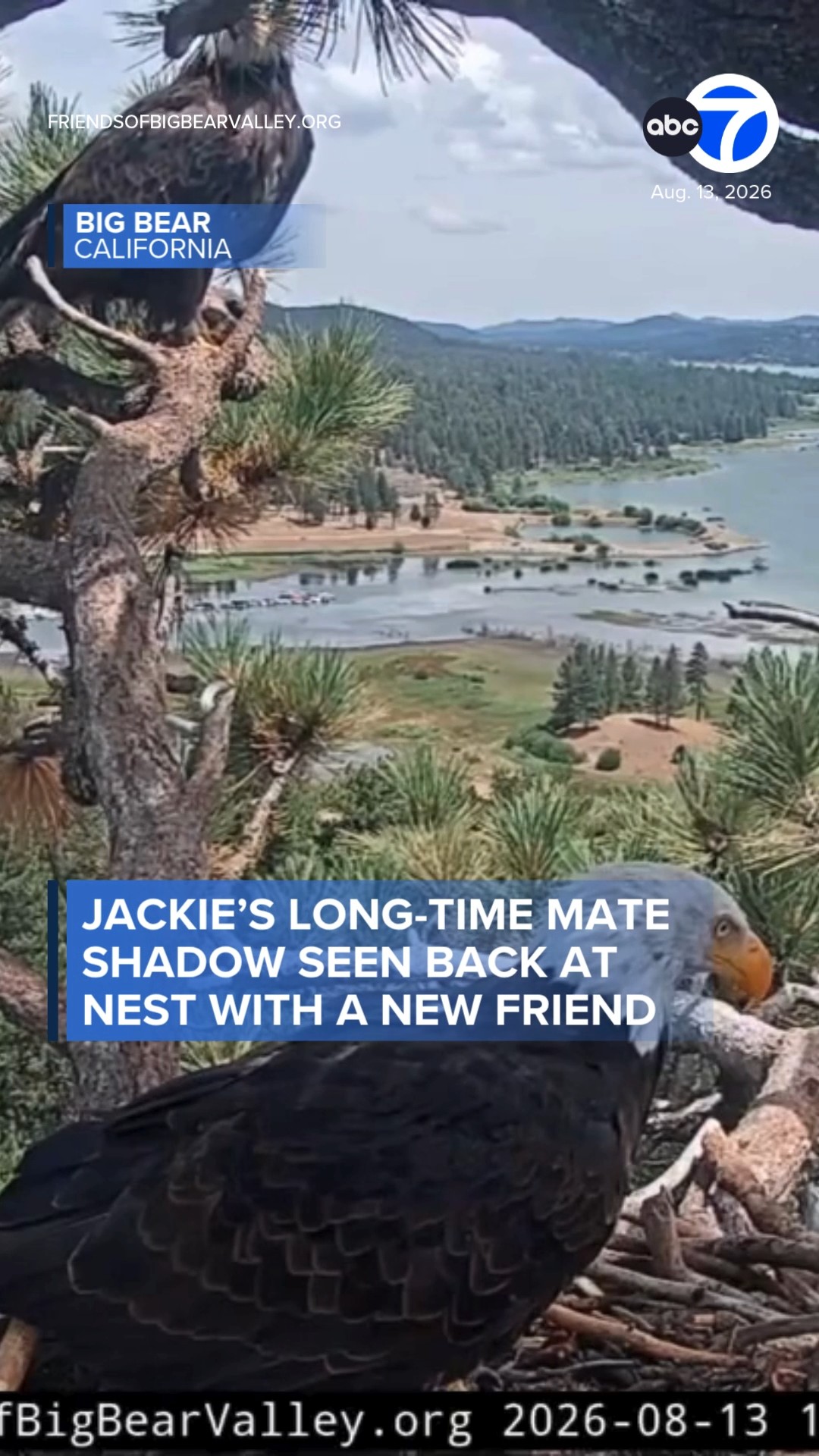 Big Bear eagle Shadow appears to have a new friend