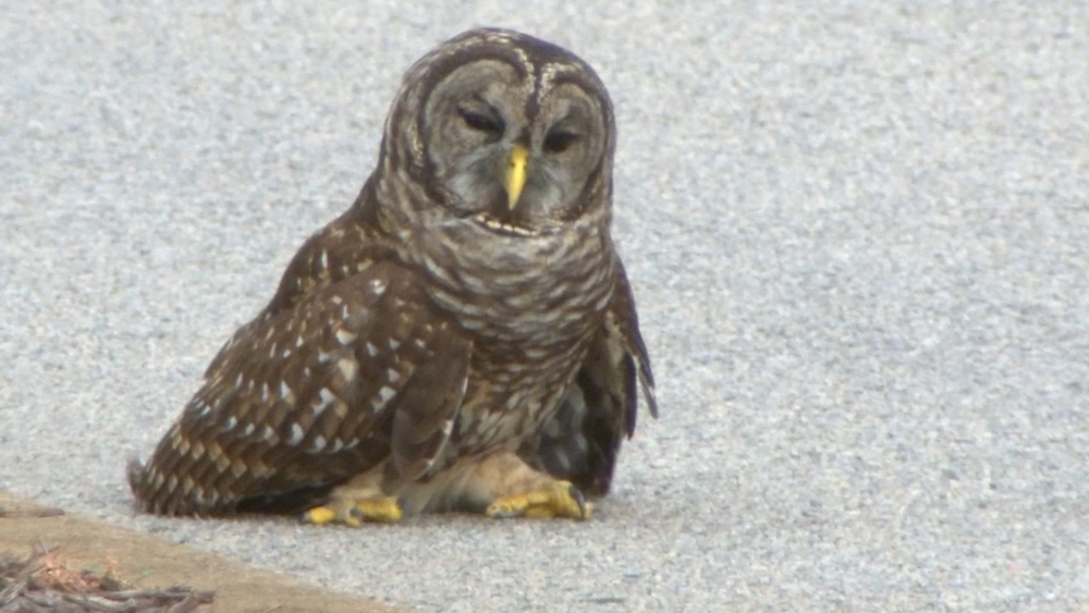 Injured owl blocks lane on Western Boulevard in Raleigh