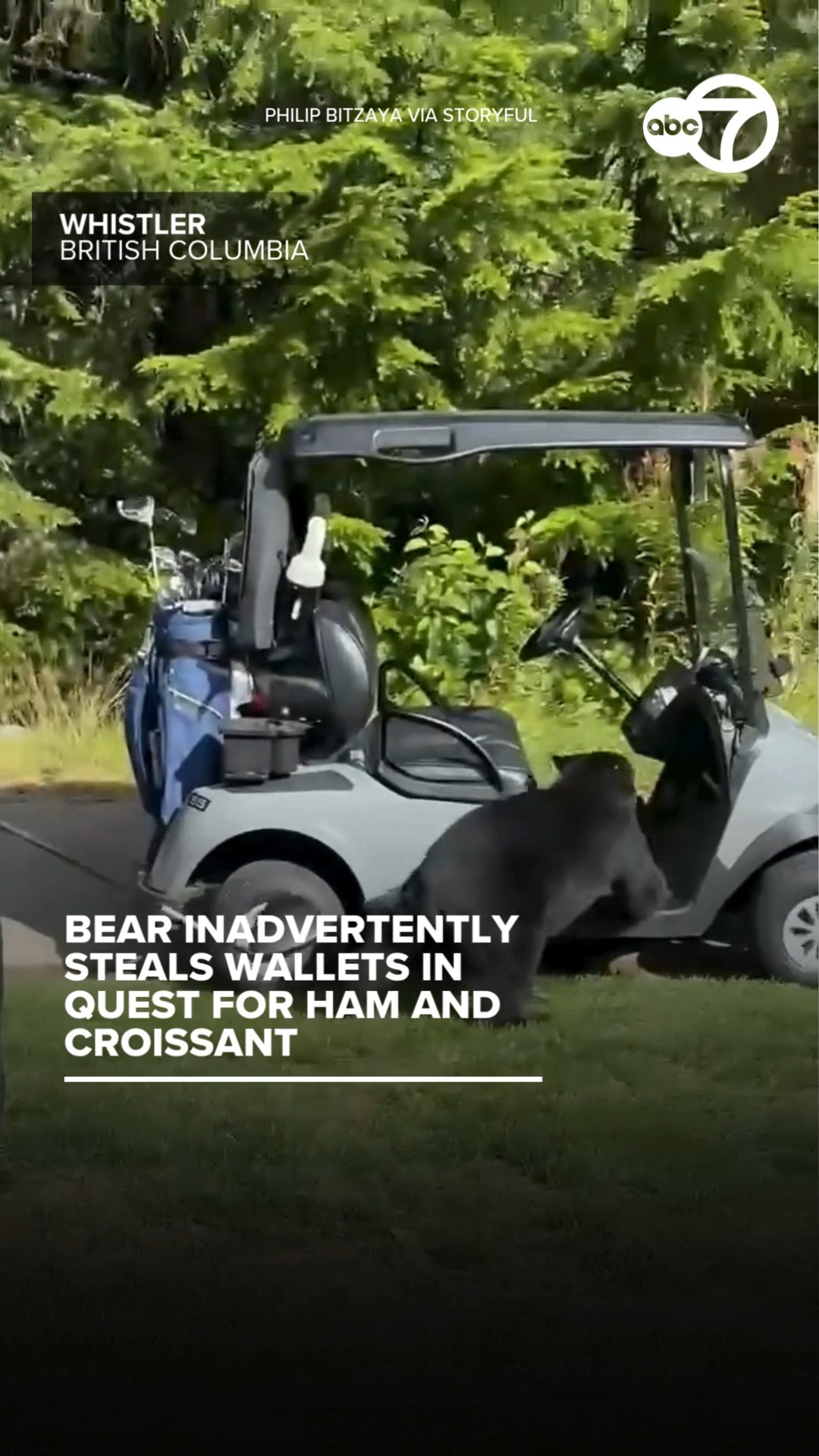 Bear inadvertently steals wallets in quest for ham and croissant