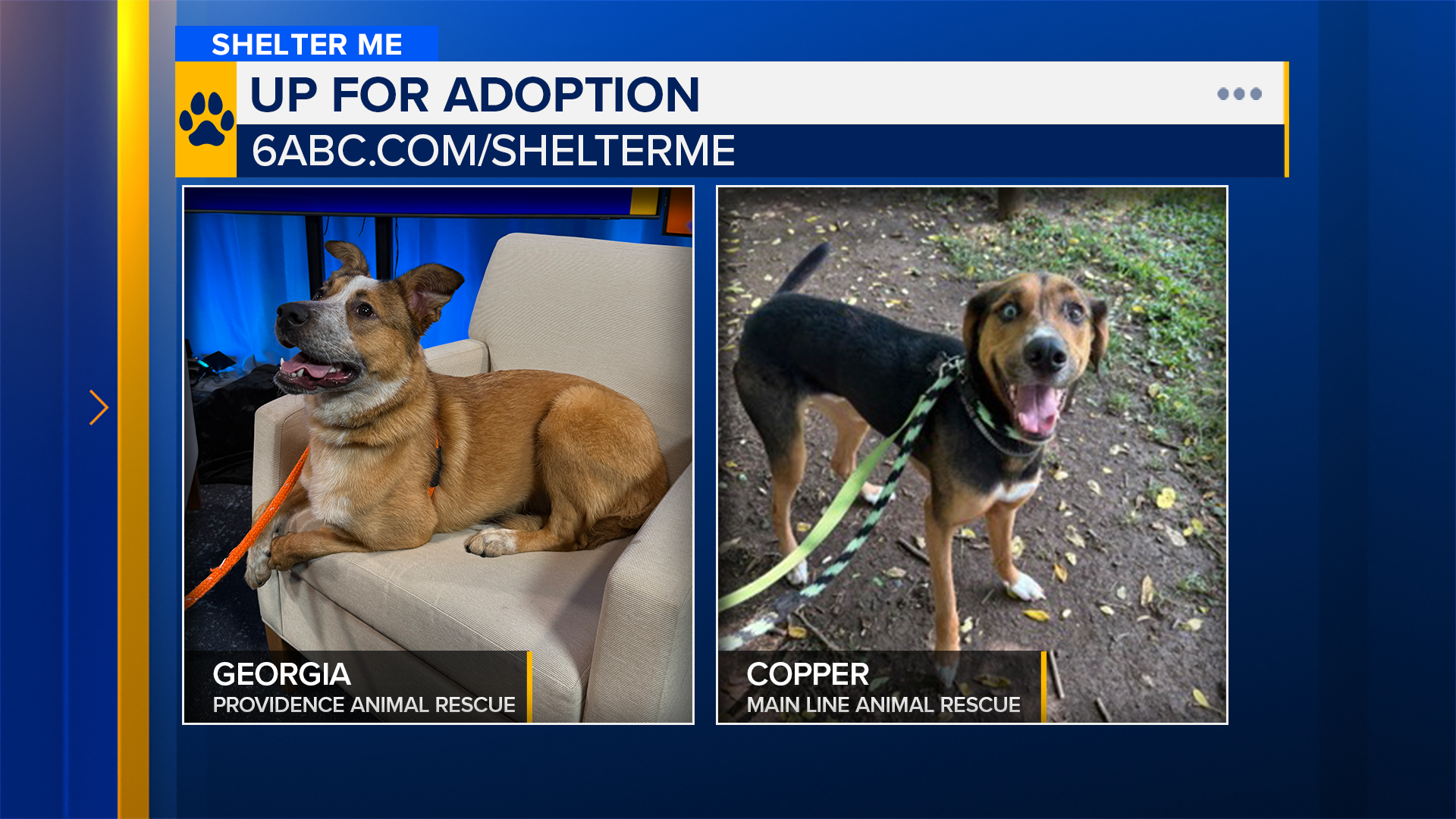 Shelter Me: Meet Georgia from Providence Animal Rescue and Copper from Main Line Animal Rescue!