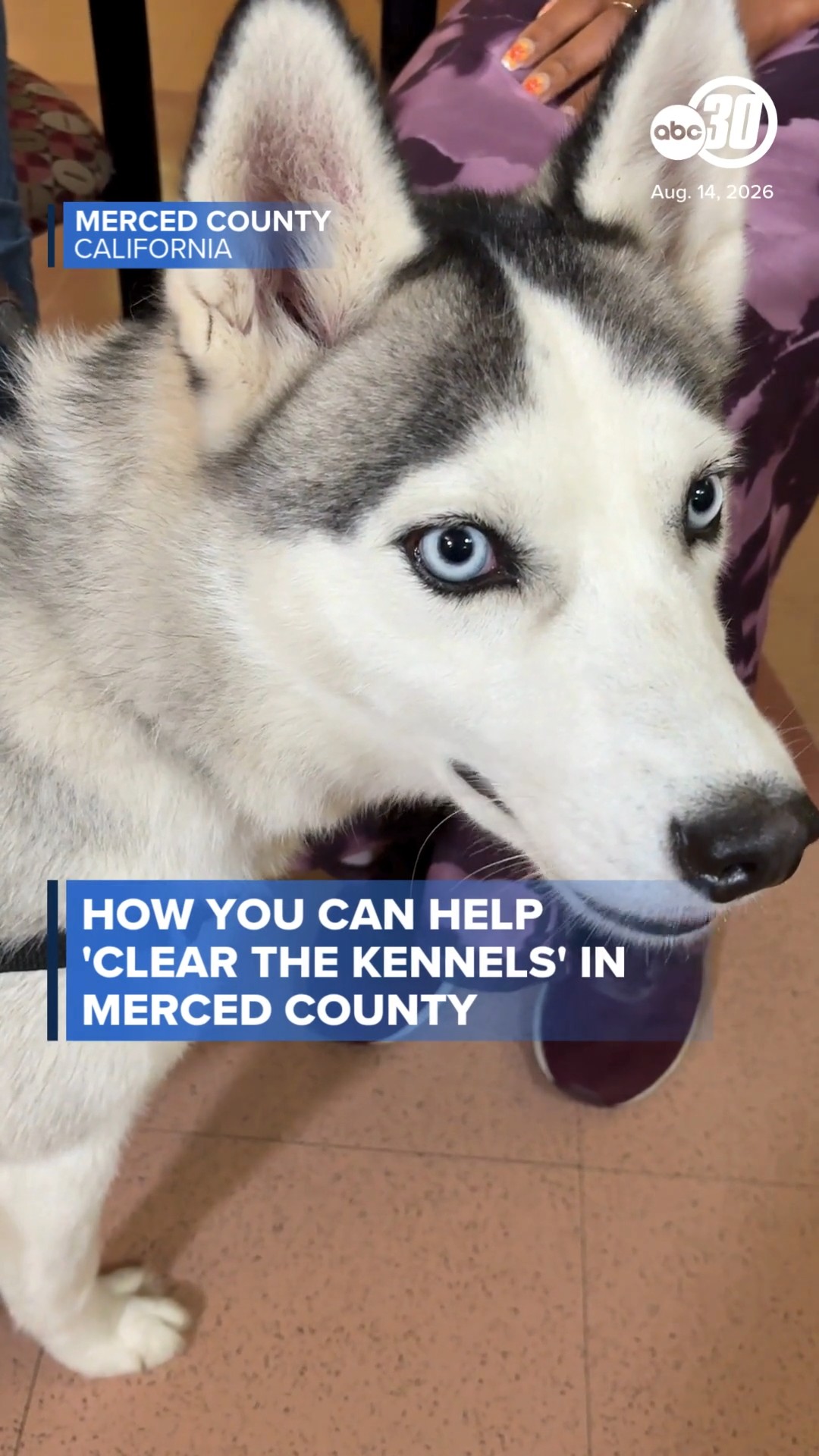 How you can help 'Clear the Kennels' in Merced County