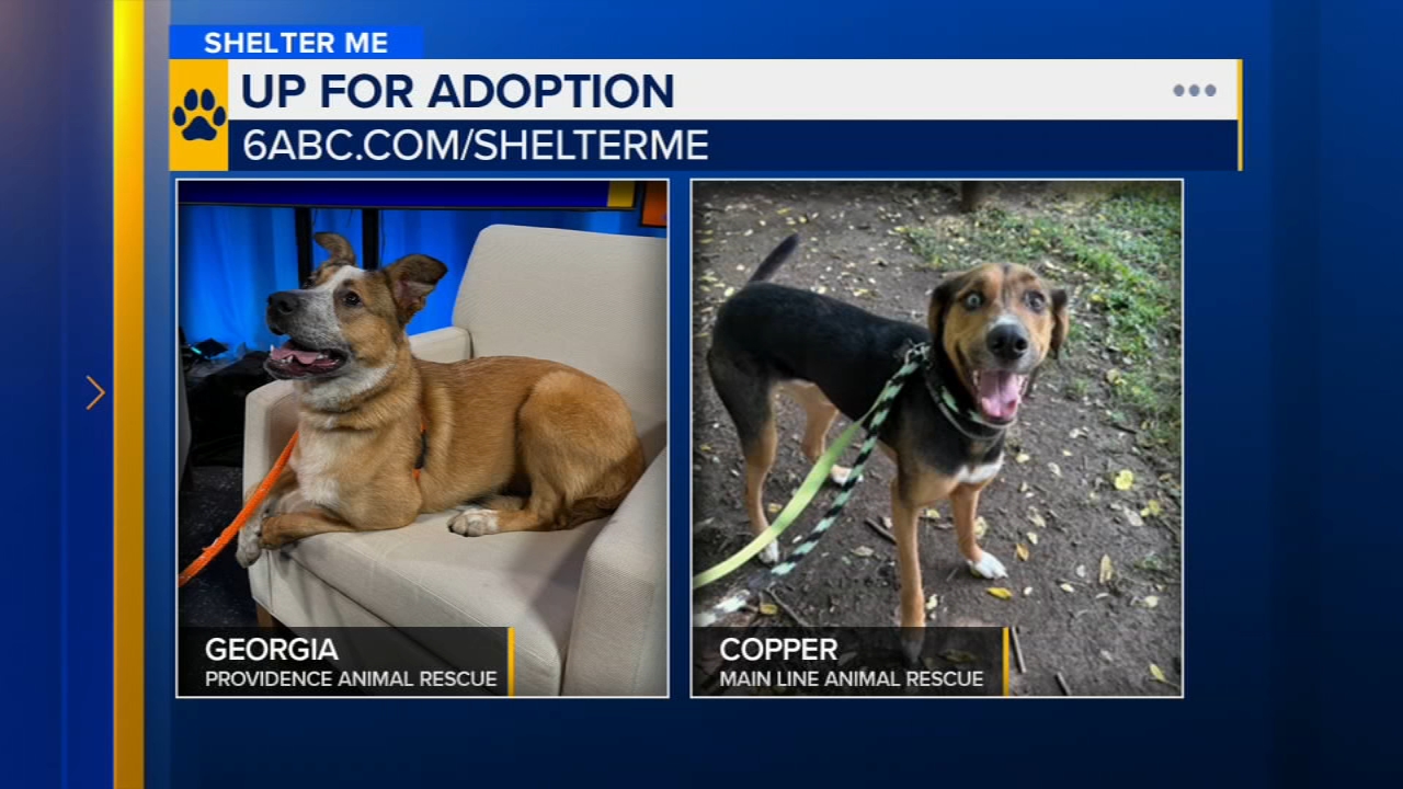 Shelter Me: Meet Georgia and Copper