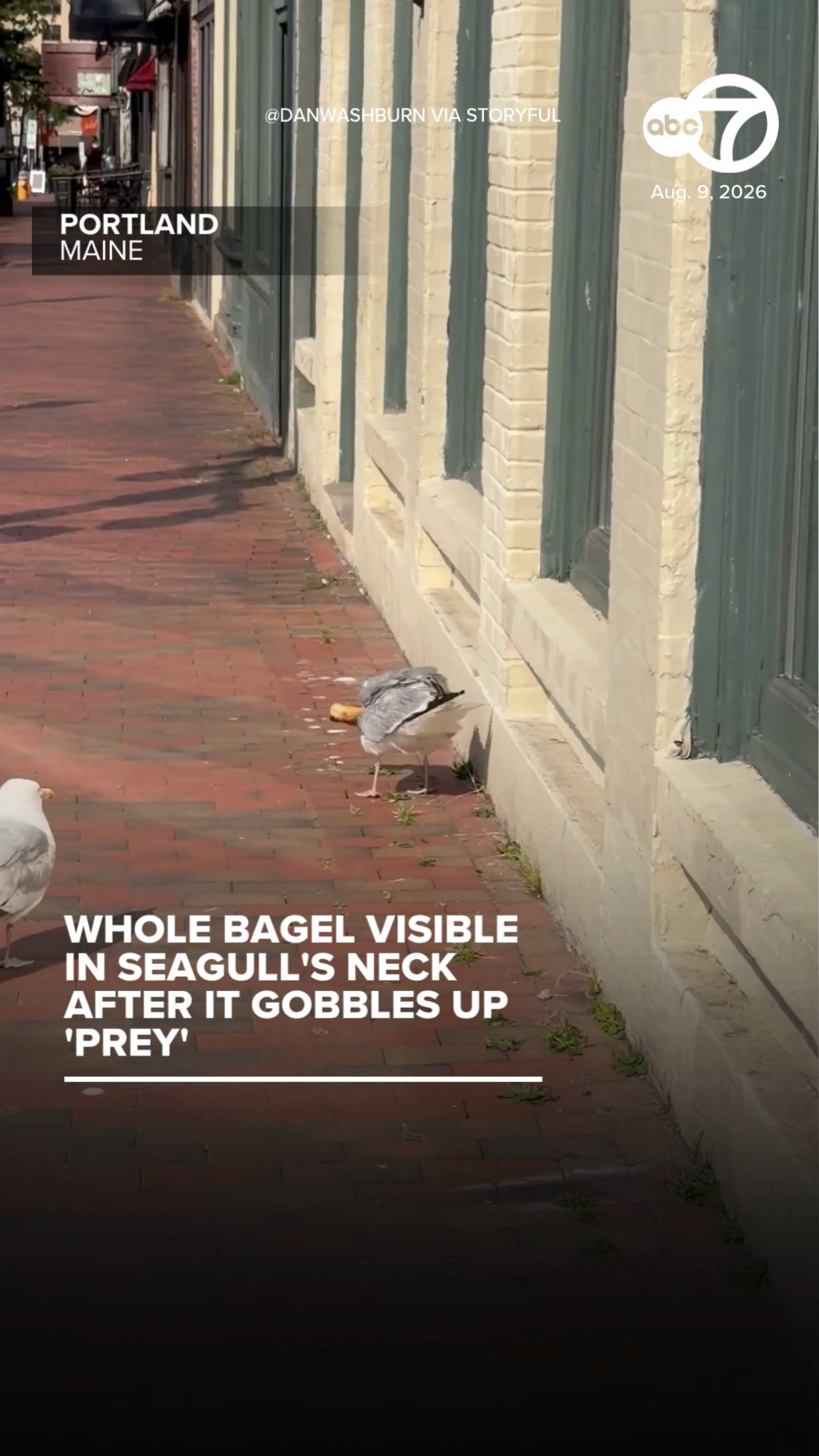 Whole bagel visible in seagull's neck after it gobbles up 'prey'